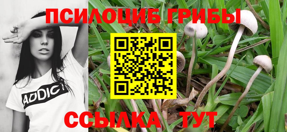 Галлюциногенные грибы GOLDEN TEACHER Прохладный